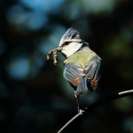 Vogels