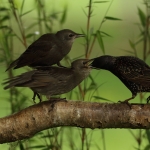 Vogels