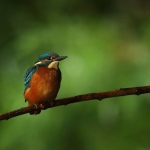 ijsvogel