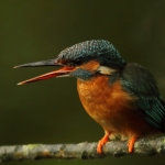 ijsvogel