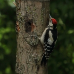 Vogels