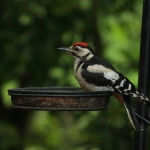 Vogels
