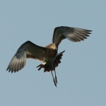 grutto