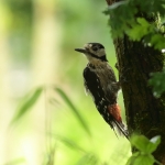 Vogels