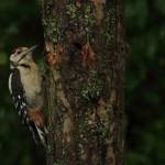 Vogels