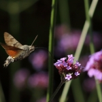 Natuur
