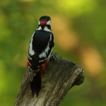 Vogels