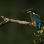 ijsvogel
