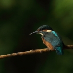 ijsvogel