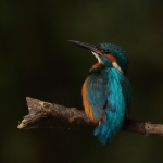 ijsvogel