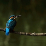 ijsvogel