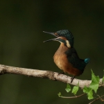 ijsvogel