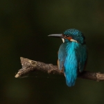 ijsvogel