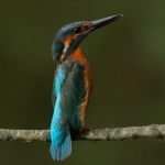 ijsvogel