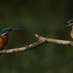 ijsvogel