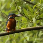 ijsvogel