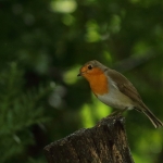 roodborst
