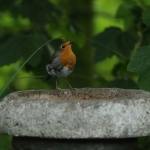 roodborst
