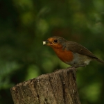roodborst