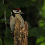 Vogels