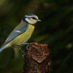 Vogels