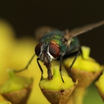 Macro