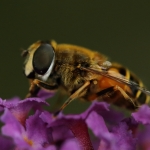 Macro