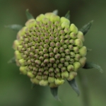 Macro