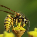 Macro