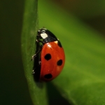 Macro