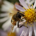 Macro