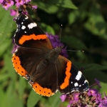 Macro