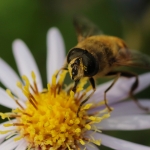 Macro