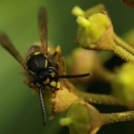 Macro