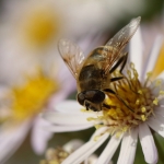 Macro