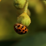 Macro