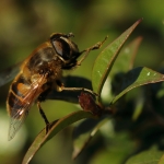 Macro