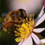 Macro