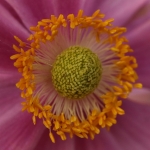 Macro