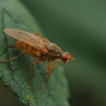 Macro