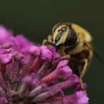 Macro