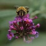 Macro