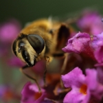Macro
