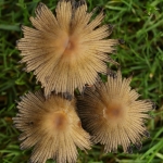 Paddestoelen