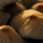 Paddestoelen