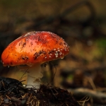 Paddestoelen
