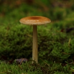 Paddestoelen