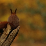 eekhoorn