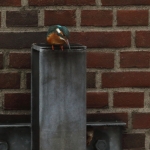 ijsvogel