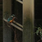 ijsvogel